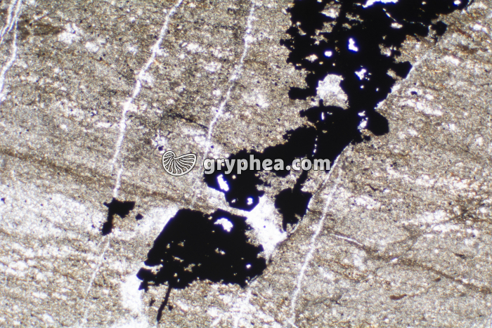 Schiste bitumineux LPNA x25 - gryphea.org